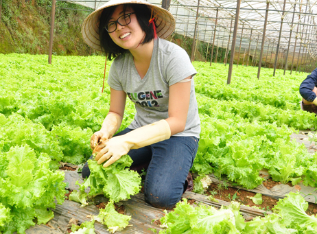 Mơ thấy hái rau