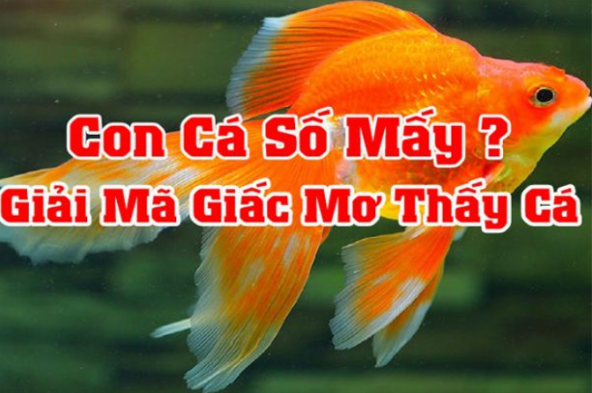 Nằm mơ thấy cá thì đánh con gì?