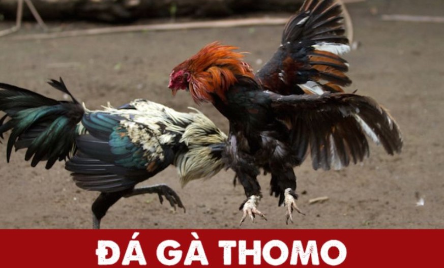 Da ga Thomo la gi?