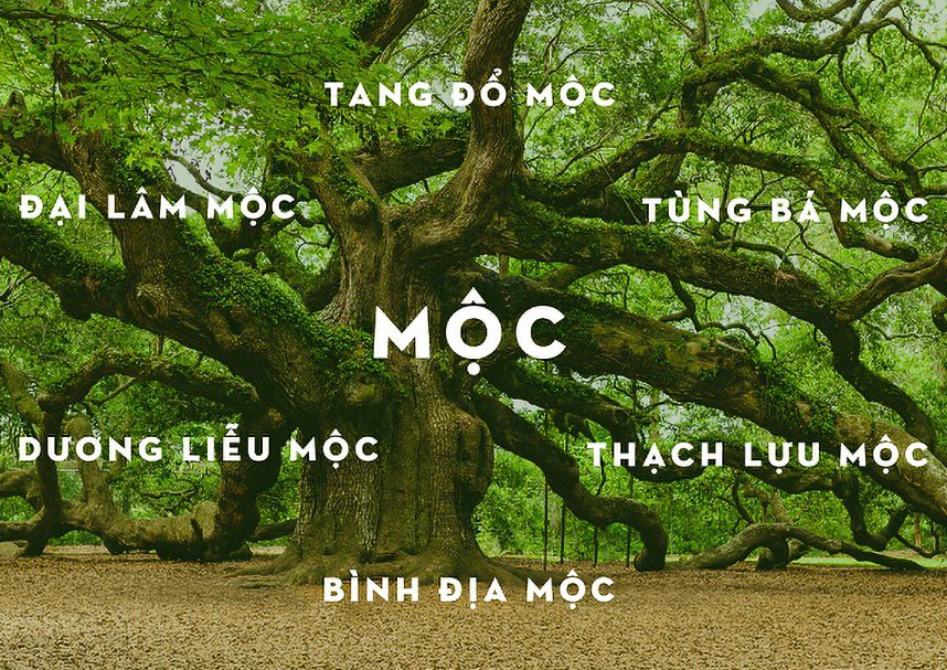 Tai sao nen xem phong thuy cho menh Moc